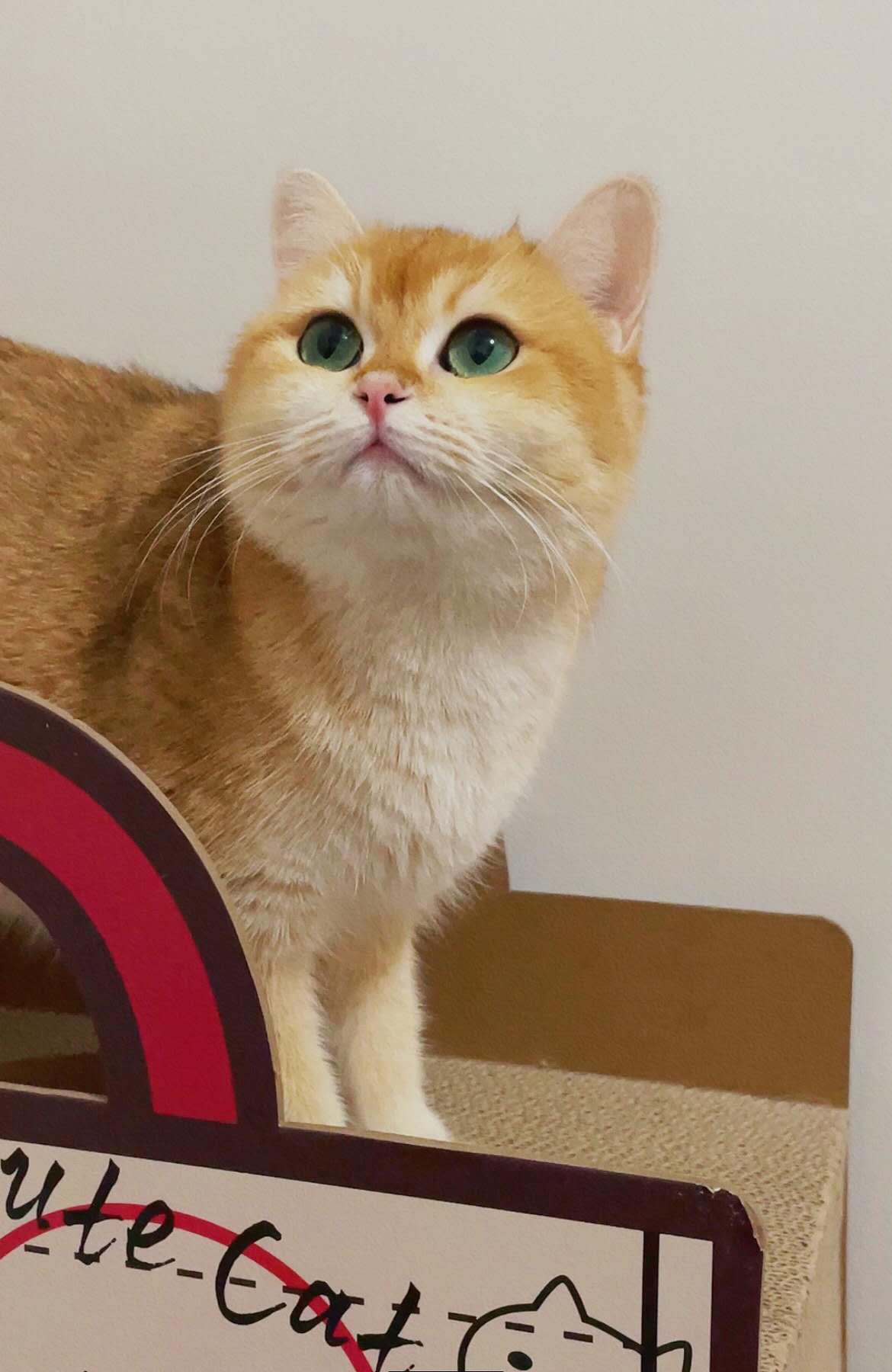 Wlassvet Gabriel