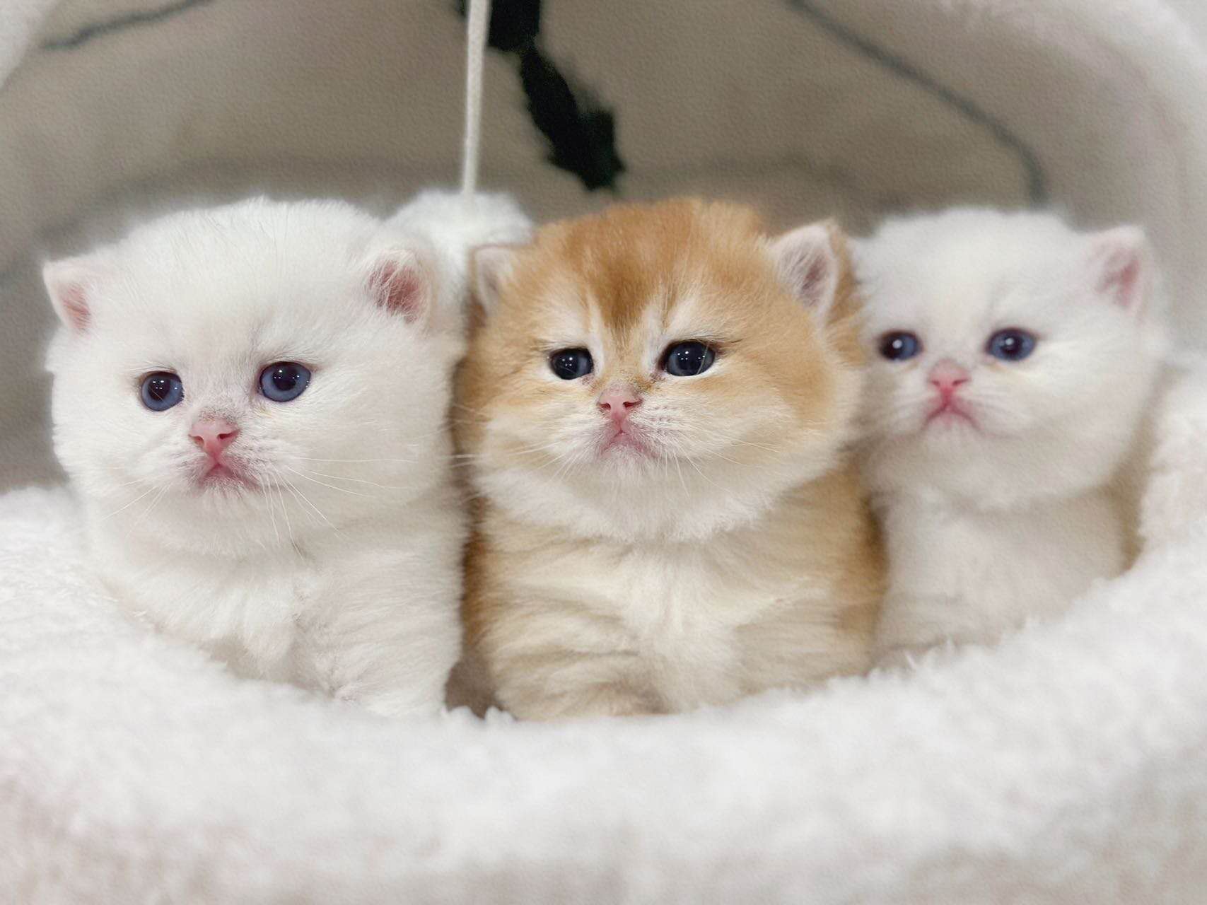 GoldenMelon cattery logo