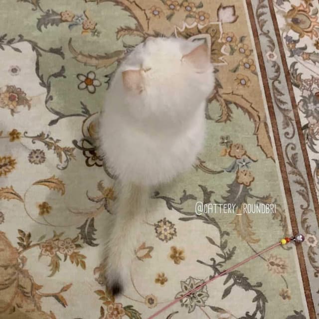Puff 6 week
