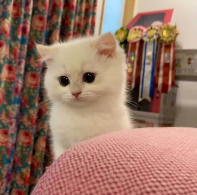 Puff 6 week